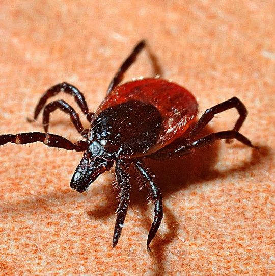 Zecken: Mit den wärmeren Temperaturen werden auch die ungeliebten Begleiter manch eines Waldspaziergangs und Überträger von Borreliose- und FSME-Erregern wieder aktiv Zecken: Mit den wärmeren Temperaturen werden auch die ungeliebten Begleiter manch eines Waldspaziergangs und Überträger von Borreliose- und FSME-Erregern wieder aktiv