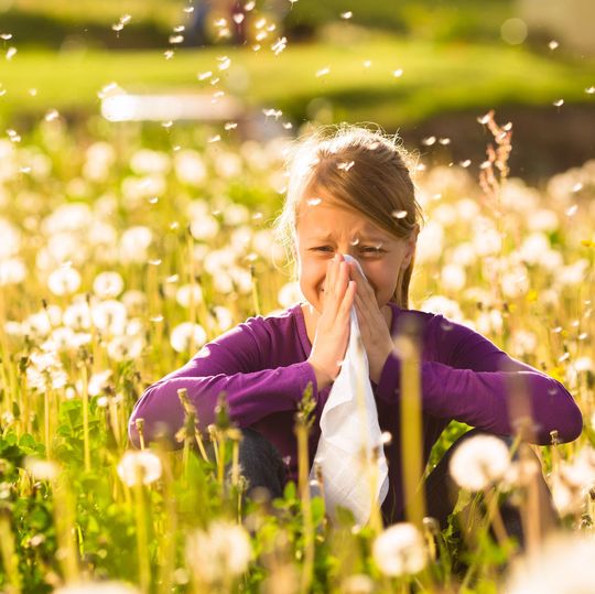 Ob jemand eine Allergie beispielsweise gegen Pollen entwickelt oder nicht, ist stark von genetischen Faktoren abhängig, wie Forscher jetzt herausgefunden haben. Ob jemand eine Allergie beispielsweise gegen Pollen entwickelt oder nicht, ist stark von genetischen Faktoren abhängig, wie Forscher jetzt herausgefunden haben.