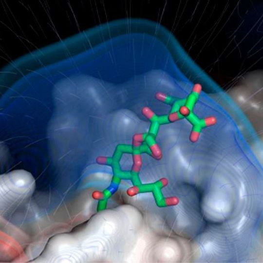 Modell des Knopfes des kurzen Faserproteins des Adenovirus 52 (weiß) mit der Anheftung an Polysialinsäure (grün-rot); die feinen Striche deuten die elektrischen Feldlinien an. Modell des Knopfes des kurzen Faserproteins des Adenovirus 52 (weiß) mit der Anheftung an Polysialinsäure (grün-rot); die feinen Striche deuten die elektrischen Feldlinien an.