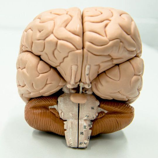 Verschiedene Botenstoffe im Gehirn scheinen am Entstehen von Psychosen beteiligt zu sein. Verschiedene Botenstoffe im Gehirn scheinen am Entstehen von Psychosen beteiligt zu sein.