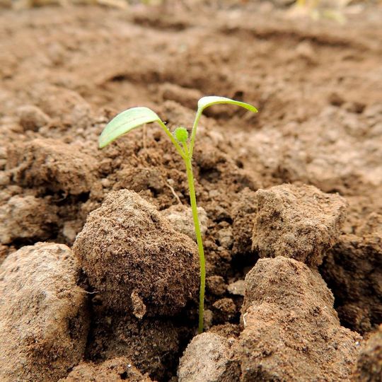 Syngenta will andere Unternehmen im Bereich Landwirtschaft und Saatgut kaufen. Syngenta will andere Unternehmen im Bereich Landwirtschaft und Saatgut kaufen.