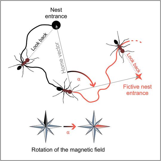 Bei der Suche nach dem Nesteingang orientieren sich Wüstenameisen erfolgreich mit Hilfe des Erdmagnetfelds (schwarz). Das zeigen Experimente, bei denen das Magnetfeld künstlich gedreht wird (rot). Bei der Suche nach dem Nesteingang orientieren sich Wüstenameisen erfolgreich mit Hilfe des Erdmagnetfelds (schwarz). Das zeigen Experimente, bei denen das Magnetfeld künstlich gedreht wird (rot).