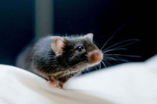 Schnurrhaare liefern vielen Tieren wertvolle Informationen über ihre Umwelt.