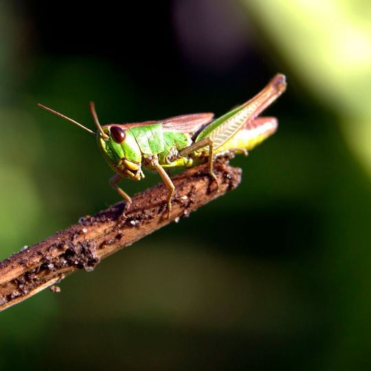 Rearing of crickets for human consumption is becoming popular around the world. Rearing of crickets for human consumption is becoming popular around the world.