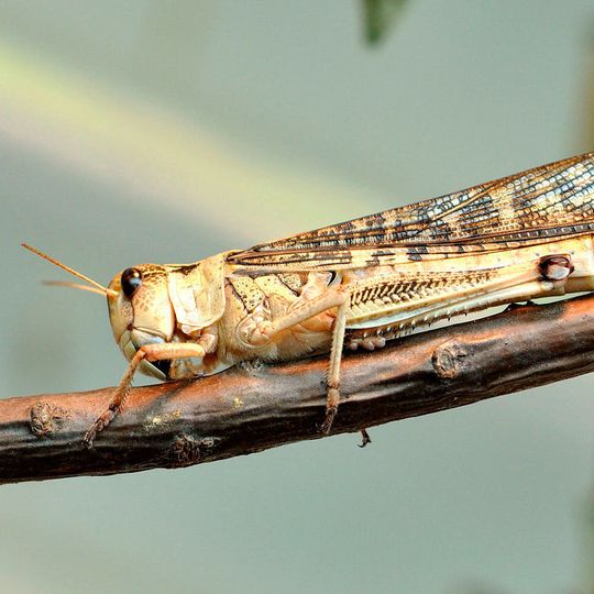 Schwärme der europäischen Wanderheuschrecke, im Bild braune Form von Locusta migratoria, verwüsten Ernten. Schwärme der europäischen Wanderheuschrecke, im Bild braune Form von Locusta migratoria, verwüsten Ernten.