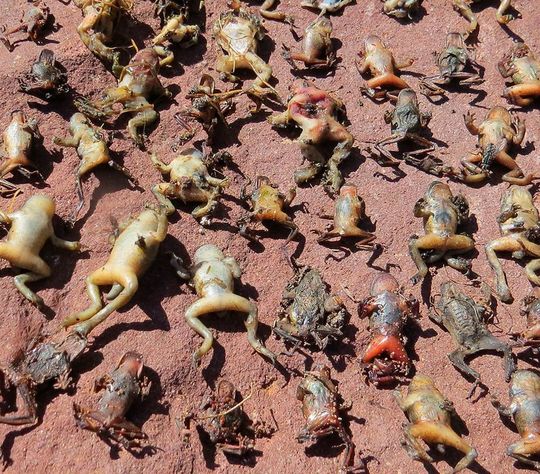Opfer einer Bd-Epidemie in den französischen Pyrenäen. Opfer einer Bd-Epidemie in den französischen Pyrenäen.
