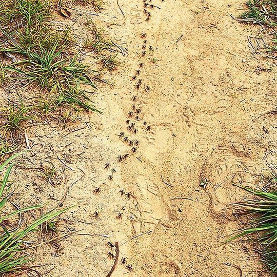 Matabele-Ameisen auf Raubzug: Um schneller voranzukommen, bevorzugen sie Wege über offenes Gelände. Matabele-Ameisen auf Raubzug: Um schneller voranzukommen, bevorzugen sie Wege über offenes Gelände.