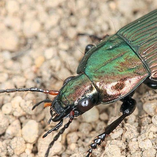 Der Kupferfarbene Buntgrabläufer (Poecilus cupreus) ist ein häufiger Nützling in der Agrarlandschaft. Der Kupferfarbene Buntgrabläufer (Poecilus cupreus) ist ein häufiger Nützling in der Agrarlandschaft.