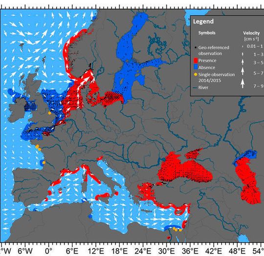 Verbreitung von Mnemiopsis leidyi in westlichen eurasischen Gewässern für den Zeitraum von 1990 bis November 2016 basierend auf 12.400 georeferenzierten Beobachtungen (schwarze Punkte), wobei die Bereiche Präsenz (rot) und Abwesenheit (dunkelblau) markiert sind. Durchschnittliche Strömungsgeschwindigkeiten und -richtungen (weiße Pfeile) zeigen generelle Zirkulationsmuster. Verbreitung von Mnemiopsis leidyi in westlichen eurasischen Gewässern für den Zeitraum von 1990 bis November 2016 basierend auf 12.400 georeferenzierten Beobachtungen (schwarze Punkte), wobei die Bereiche Präsenz (rot) und Abwesenheit (dunkelblau) markiert sind. Durchschnittliche Strömungsgeschwindigkeiten und -richtungen (weiße Pfeile) zeigen generelle Zirkulationsmuster.