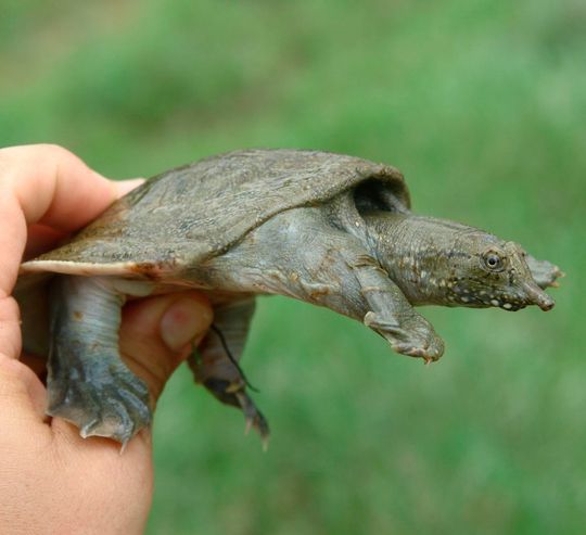 In ihrer Vielfalt bedroht: Chinesische Weichschildkröten (Pelodiscus spp.) In ihrer Vielfalt bedroht: Chinesische Weichschildkröten (Pelodiscus spp.)