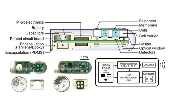 Der Bakterien-Sensor erreicht seine volle Empfindlichkeit nach 120 Minuten, nachdem er geschluckt wurde. Der Bakterien-Sensor erreicht seine volle Empfindlichkeit nach 120 Minuten, nachdem er geschluckt wurde.