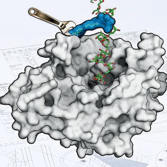 Die Oberfläche des Enzyms Levansucrase wurde so umgestaltet, dass es Zuckerpolymere entstehen lassen kann (Ausschnitt). Die Oberfläche des Enzyms Levansucrase wurde so umgestaltet, dass es Zuckerpolymere entstehen lassen kann (Ausschnitt).
