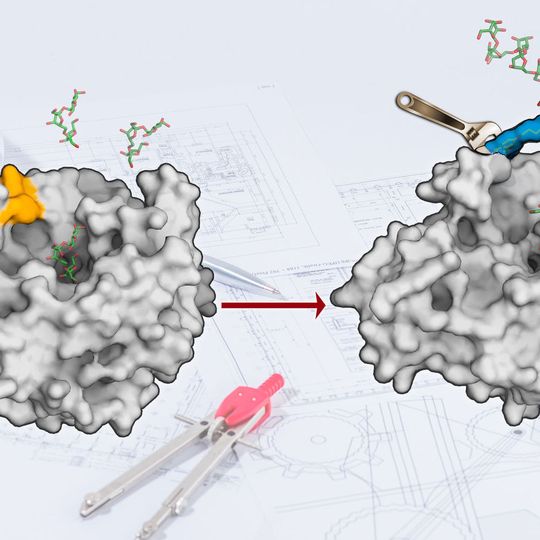 The surface of the enzyme levansucrase has been redesigned to produce sugar polymers. The surface of the enzyme levansucrase has been redesigned to produce sugar polymers.