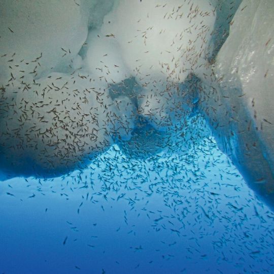 Ein Schwarm von Larven des Antarktischen Krills (Euphausia superba) unter dem Meereis des Weddellmeeres Ein Schwarm von Larven des Antarktischen Krills (Euphausia superba) unter dem Meereis des Weddellmeeres