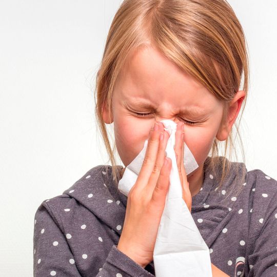 Bestimmte Rhinoviren – also so genannte Schnupfenviren – sind nach Angaben von Forschern der Meduni Wien für bis zu 80 Prozent aller Asthmafälle verantwortlich. Virusbedingtes Asthma ist besonders für Kinder gefährlich. Bestimmte Rhinoviren – also so genannte Schnupfenviren – sind nach Angaben von Forschern der Meduni Wien für bis zu 80 Prozent aller Asthmafälle verantwortlich. Virusbedingtes Asthma ist besonders für Kinder gefährlich.