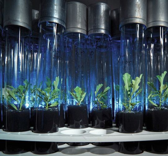 UFZ-Wissenschaftler nutzen genetisch identische in-vitro-Stecklinge der Stieleiche und analysieren, wie sie ihre Gene bei unterschiedlichen Umwelteinflüssen regulieren. UFZ-Wissenschaftler nutzen genetisch identische in-vitro-Stecklinge der Stieleiche und analysieren, wie sie ihre Gene bei unterschiedlichen Umwelteinflüssen regulieren.