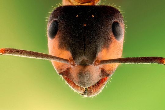 Auch Ameisen können den Datacenter gefährlich werden. Auch Ameisen können den Datacenter gefährlich werden.