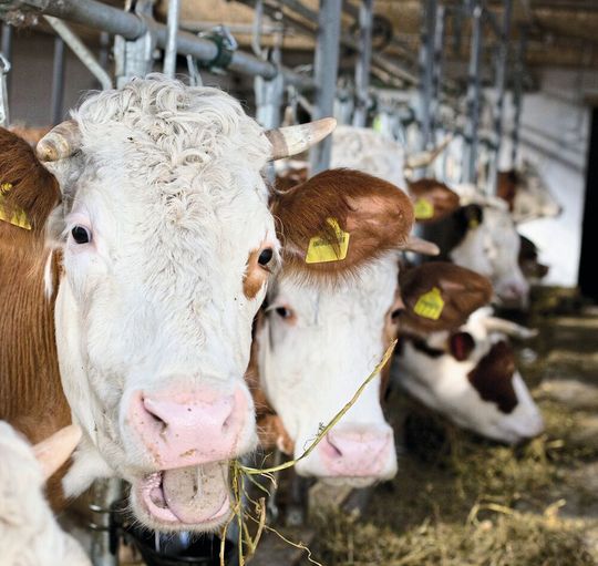 Auch wenn nur zwei Prozent des Tierfutters durch Mikroben ersetzt werden, kann dies große Auswirkungen auf die Umwelt haben. Auch wenn nur zwei Prozent des Tierfutters durch Mikroben ersetzt werden, kann dies große Auswirkungen auf die Umwelt haben.