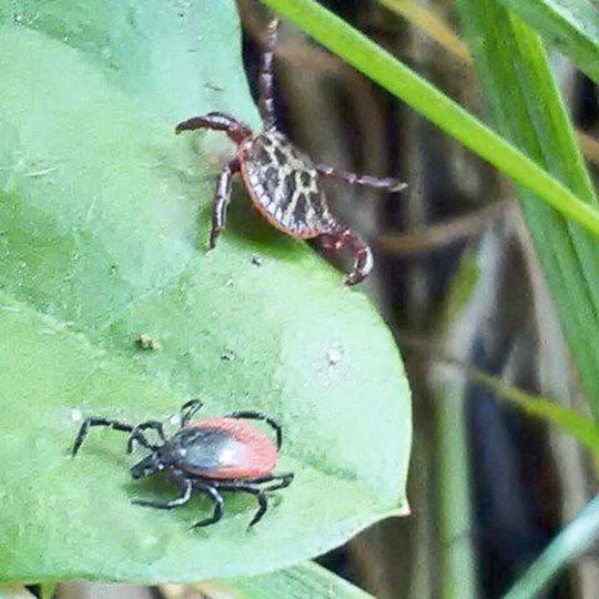 Zwei Zeckenarten auf einem Blatt: Im Vordergrund Ixodes ricinus Zwei Zeckenarten auf einem Blatt: Im Vordergrund Ixodes ricinus