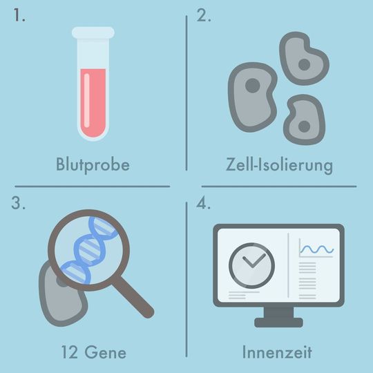 Aus einer Blutprobe (1) werden Zellen isoliert (2) und darin die Aktivität von zwölf speziellen Zeitgenen bestimmt (3). Ein Computeralgorithmus berechnet daraus den Stand der inneren Uhr (4). Aus einer Blutprobe (1) werden Zellen isoliert (2) und darin die Aktivität von zwölf speziellen Zeitgenen bestimmt (3). Ein Computeralgorithmus berechnet daraus den Stand der inneren Uhr (4).