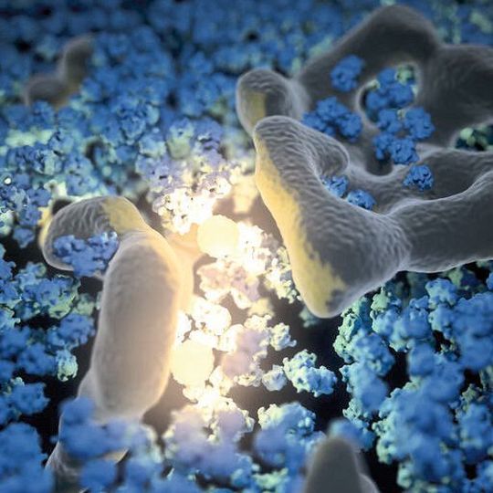 Diese Abbildung zeigt die künstlerische 3D Darstellung eines Kryoelektronentomograms aus dem Inneren einer Hefezelle. Ribosomen (blau) und zelluläre Membranen (grau) werden von den fluoreszierenden GEMs (gelb) erleuchtet. Diese Abbildung zeigt die künstlerische 3D Darstellung eines Kryoelektronentomograms aus dem Inneren einer Hefezelle. Ribosomen (blau) und zelluläre Membranen (grau) werden von den fluoreszierenden GEMs (gelb) erleuchtet.