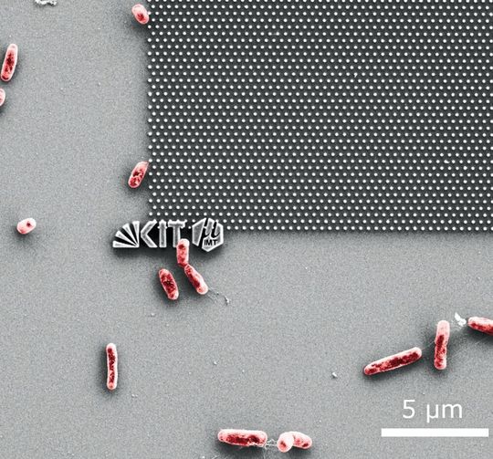 Aufnahme mit dem Rasterelektronenmikroskop: E. coli-Bakterien versuchen an einer nanostrukturierten Modelloberfläche anzudocken. Aufnahme mit dem Rasterelektronenmikroskop: E. coli-Bakterien versuchen an einer nanostrukturierten Modelloberfläche anzudocken.
