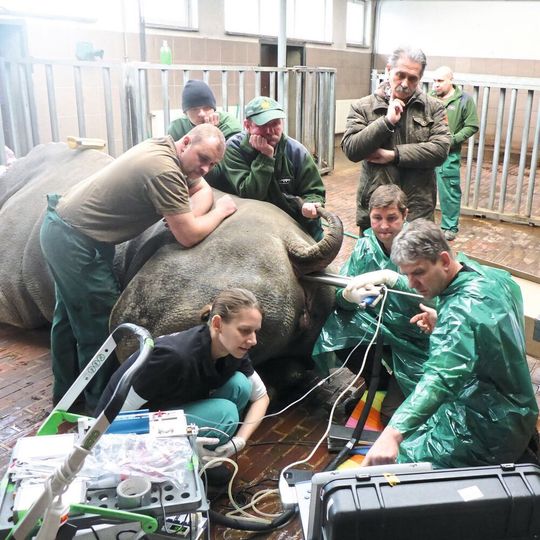 Forscher des IZW entnehmen Eizellen beim Südlichen Breitmaulnashorn. Forscher des IZW entnehmen Eizellen beim Südlichen Breitmaulnashorn.