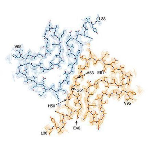 Wie entsteht Parkinson? Querschnitt einer alpha-Synuclein-Fibrille. Atom-Modell einer Fibrille, welche zwei miteinander interagierende Proteinmoleküle zeigt. Wie entsteht Parkinson? Querschnitt einer alpha-Synuclein-Fibrille. Atom-Modell einer Fibrille, welche zwei miteinander interagierende Proteinmoleküle zeigt.