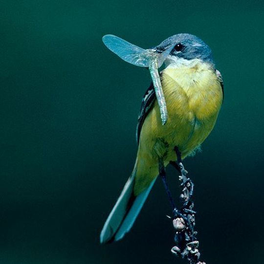Schafstelze (Motacilla flava) mit Libellenbeute, Schweiz Schafstelze (Motacilla flava) mit Libellenbeute, Schweiz