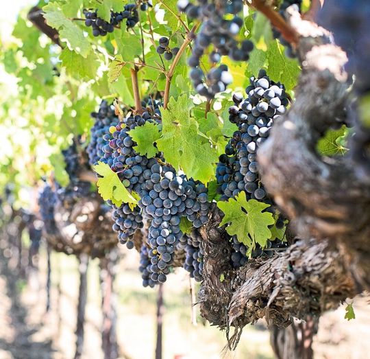 Österreichische Wissenschaftler haben untersucht, wie sich der Einsatz von Herbiziden beim Weinanbau auf die Weinreben auswirkt. Österreichische Wissenschaftler haben untersucht, wie sich der Einsatz von Herbiziden beim Weinanbau auf die Weinreben auswirkt.