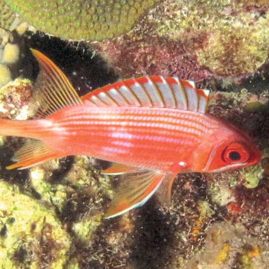 Husarenfisch, einer der vielen nachtaktiven, rifflebenden Fischarten mit besonders großen Augen Husarenfisch, einer der vielen nachtaktiven, rifflebenden Fischarten mit besonders großen Augen