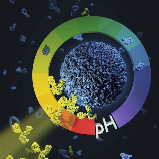 Bringt man eine winzige Medikamentenkapsel – einen Nanocarrier – mit Antikörpern unter sauren Bedingungen zusammen, so kommt es zu einer stabilen Anlagerung des Antikörpers an den Medikamententräger. Bringt man eine winzige Medikamentenkapsel – einen Nanocarrier – mit Antikörpern unter sauren Bedingungen zusammen, so kommt es zu einer stabilen Anlagerung des Antikörpers an den Medikamententräger.