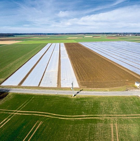 Dünne Mulch-Folien aus Polyethylen werden in vielen Ländern im Ackerbau eingesetzt und verschmutzen dort Böden massiv (Symbolbild). Dünne Mulch-Folien aus Polyethylen werden in vielen Ländern im Ackerbau eingesetzt und verschmutzen dort Böden massiv (Symbolbild).