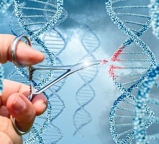 Der europäische Gerichtshof hat im Juli 2018 über die Verwendung moderner Genome-Editing-Verfahren wie der „Genschere“ Crispr/Cas9 geurteilt. Der europäische Gerichtshof hat im Juli 2018 über die Verwendung moderner Genome-Editing-Verfahren wie der „Genschere“ Crispr/Cas9 geurteilt.