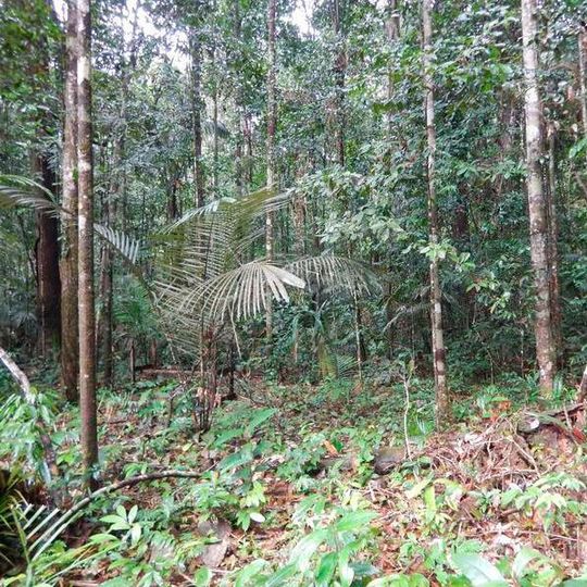 Die Bäume des Amazonas-Regenwaldes geben eine Vielzahl flüchtiger Substanzen ab, welche die chemische Zusammensetzung der Luft beeinflussen. Die Bäume des Amazonas-Regenwaldes geben eine Vielzahl flüchtiger Substanzen ab, welche die chemische Zusammensetzung der Luft beeinflussen.