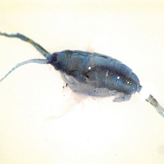 Die blaue Farbe der Ruderfußkrebse aus der Familie der Pontelliden schützt die Tiere vor der starken UV-Strahlung an der Meeresoberfläche. Die blaue Farbe der Ruderfußkrebse aus der Familie der Pontelliden schützt die Tiere vor der starken UV-Strahlung an der Meeresoberfläche.
