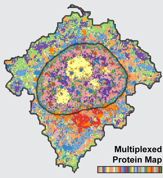 Die so genannte „Iterative Indirect Immunofluorescence Imaging“ (4i) Methode ist nach Angaben der Entwickler das erste bildgebende Verfahren, das eine enorm vielschichtige Ansicht und multiplexierte Informationen auf Gewebe-, Zell- und Organell-Ebene verbindet. Die so genannte „Iterative Indirect Immunofluorescence Imaging“ (4i) Methode ist nach Angaben der Entwickler das erste bildgebende Verfahren, das eine enorm vielschichtige Ansicht und multiplexierte Informationen auf Gewebe-, Zell- und Organell-Ebene verbindet.
