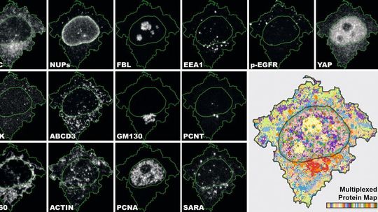 Die so genannte „Iterative Indirect Immunofluorescence Imaging“ (4i) Methode ist nach Angaben der Entwickler das erste bildgebende Verfahren, das eine enorm vielschichtige Ansicht und multiplexierte Informationen auf Gewebe-, Zell- und Organell-Ebene verbindet.
