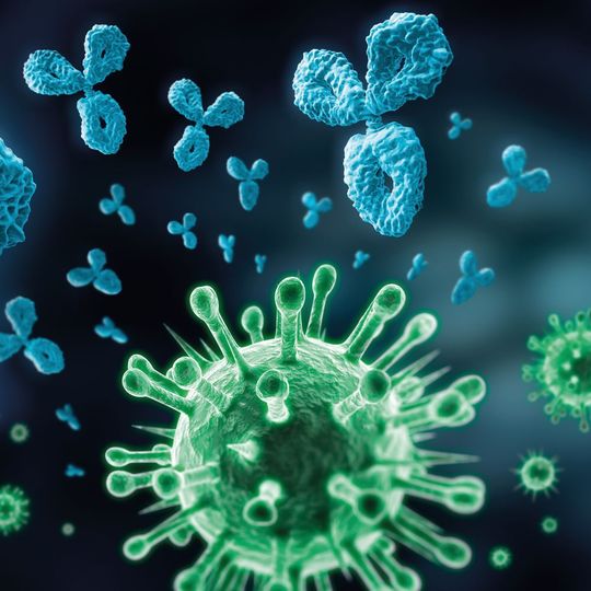 Fig.1: There are several therapeutic Antibodies currently in late stages of clinical trials (representative picture). Fig.1: There are several therapeutic Antibodies currently in late stages of clinical trials (representative picture).