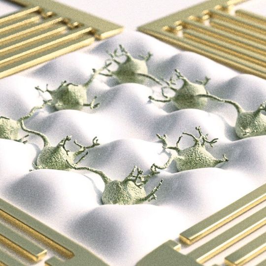 Schematische Darstellung neuronaler Zellen auf einem Bio-Chip. Das angelegte Schallwellenfeld beeinflusst sowohl die Positionierung der Zelle als auch die Auswüchse der neuronalen Fortsätze, die diese Zellen verknüpfen. Schematische Darstellung neuronaler Zellen auf einem Bio-Chip. Das angelegte Schallwellenfeld beeinflusst sowohl die Positionierung der Zelle als auch die Auswüchse der neuronalen Fortsätze, die diese Zellen verknüpfen.