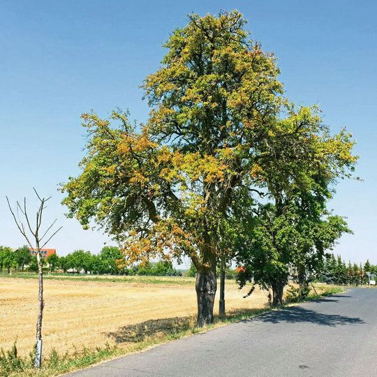 Trockenstress bei Hitze wird heimische Arten durch Klimawandel öfter treffen. Trockenstress bei Hitze wird heimische Arten durch Klimawandel öfter treffen.