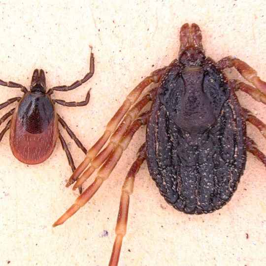 Hyalomma marginatum (r.) im Vergleich zum Gemeinen Holzbock. Hyalomma marginatum (r.) im Vergleich zum Gemeinen Holzbock.