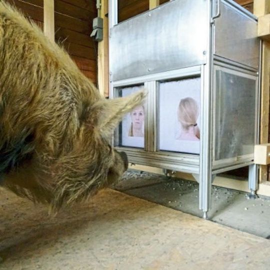 Schweine können sich anhand von bestimmten Merkmalen, wie Nase oder Mund, unser Gesicht einprägen. Schweine können sich anhand von bestimmten Merkmalen, wie Nase oder Mund, unser Gesicht einprägen.