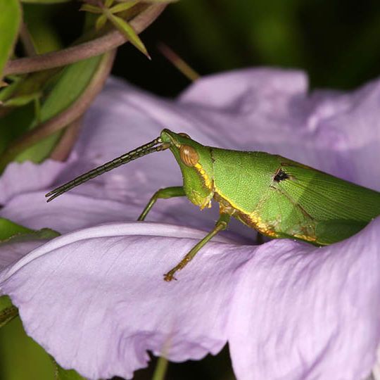 A Tagasta marginella grasshopper visiting the flower of a morning glory species Ipomoea cairica A Tagasta marginella grasshopper visiting the flower of a morning glory species Ipomoea cairica