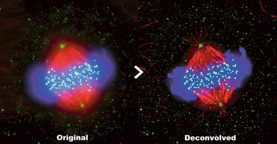 Fluoreszenzbild vor (links) und nach (rechts) der Dekonvolution mit dem Bilddekonvolutionsmodul in Cellsens 2.1. Fluoreszenzbild vor (links) und nach (rechts) der Dekonvolution mit dem Bilddekonvolutionsmodul in Cellsens 2.1.
