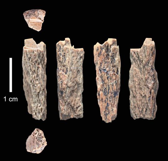 Dieses Knochenfragment (”Denisova 11”) wurde 2012 in der Denisova-Höhle in Russland von russischen Archäologen entdeckt und gehörte der Tochter einer Neandertaler-Mutter und eines Denisovaner-Vaters.