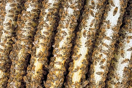 Technik für den Bienenstock: Automatisierungstechnik kann dabei helfen die Auswirkungen von Umwelteinflüssen auf Honigbienen besser zu verstehen. Technik für den Bienenstock: Automatisierungstechnik kann dabei helfen die Auswirkungen von Umwelteinflüssen auf Honigbienen besser zu verstehen.