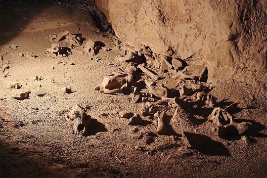 Knochen von Höhlenbären