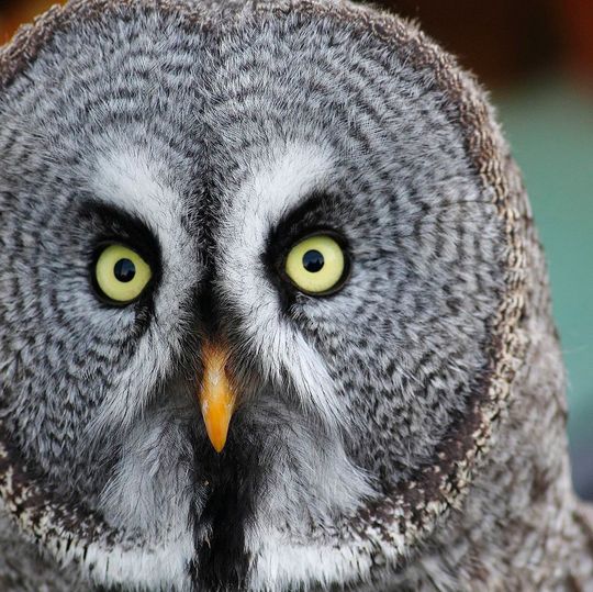 In einem Bartkauz und damit erstmals in einem Wildvogel, wiesen Forscher kürzlich eine Infektion mit dem West-Nil-Virus (WNV) nach. (Symbolbild) In einem Bartkauz und damit erstmals in einem Wildvogel, wiesen Forscher kürzlich eine Infektion mit dem West-Nil-Virus (WNV) nach. (Symbolbild)