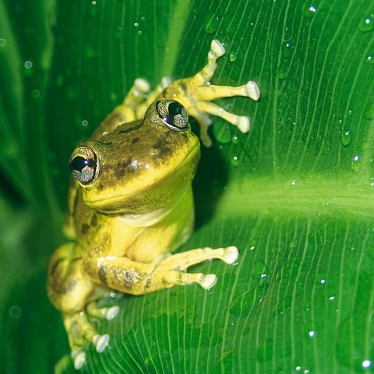 Der Knickzehenlaubfrosch Scinax fuscovarius wurde an vielen Teichen nachgewiesen. Der Knickzehenlaubfrosch Scinax fuscovarius wurde an vielen Teichen nachgewiesen.